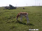 �q�n�͂��킢���I