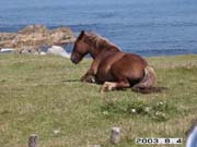 �������ޔn